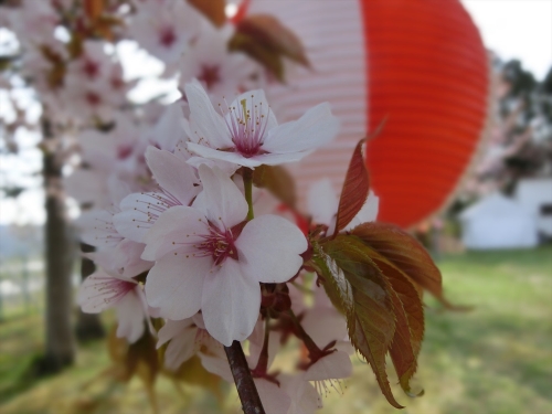 桜祭り (38)